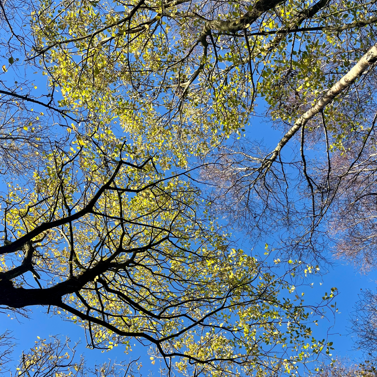 Joe Steels – A Blue&nbsp;Patch